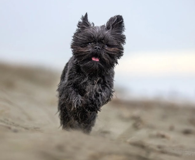 Unleashed Education – 5 Mistakes Pet Photographers are Making and How Not to Make Them (Premium)