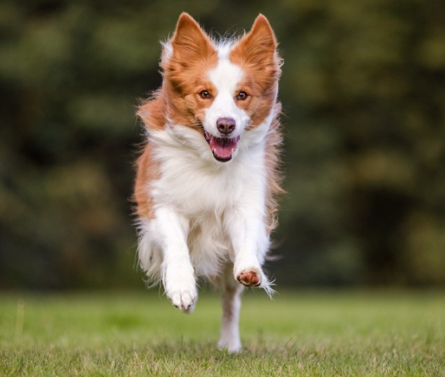 Unleashed Education – Unleashing Expression in Your Dog Photography (Premium)