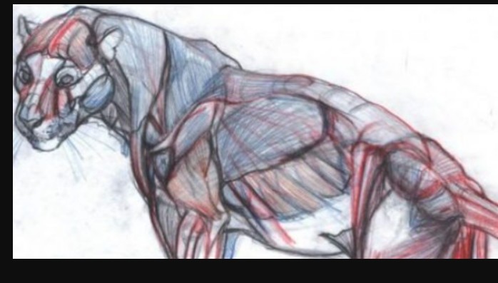 NMA / New Masters Academy – Introduction to Animal Anatomy (Premium)