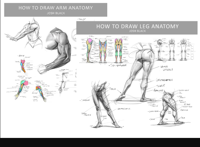 Gumroad – Josh H Black – Legs and Arms Anatomy Bundle (Premium)