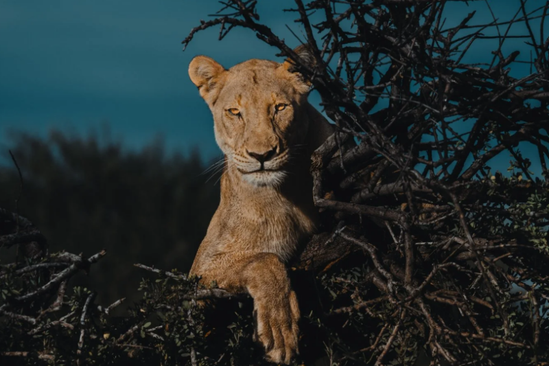 Donal Boyd – The Art of Editing Course Wildlife (Premium)